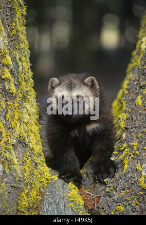 Vielfraß (Gulo Gulo) jungen Kit im Frühjahr in den Rocky Mountains von Montana. Gefangene Tier Stockfoto