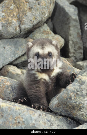 Vielfraß (Gulo Gulo) an einem Eingang zu einer Höhle im frühen Frühling in den Rocky Mountains von Montana. Gefangene Tier Stockfoto