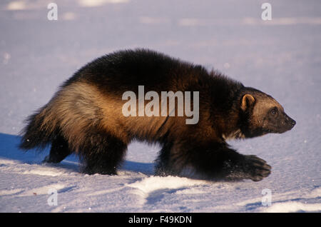 Vielfraß (Gulo Gulo) in den Rocky Mountains im Winter. Gefangene Tier Stockfoto