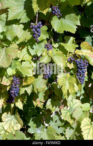 Trauben an einer Rebe Vitis vinifera Stockfoto