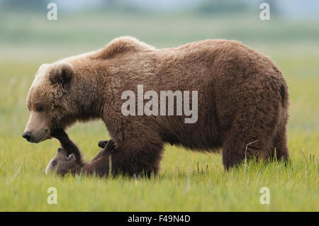 Alaska Braunbär Mutter und Junge. Alaska Stockfoto