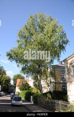 Silver birch Stockfoto