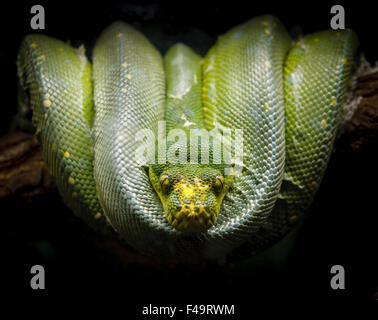 Grüne Python (Morelia Viridis) zusammengerollt bequem auf einem Ast. Fotografie von einer Schlangenarten der Familie fast. Stockfoto