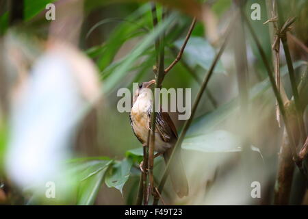 Großen Scimitar Schwätzer ((Pomatorhinus hypoleucos) in Thailand Stockfoto