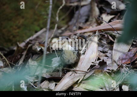 Großen Scimitar Schwätzer ((Pomatorhinus hypoleucos) in Thailand Stockfoto