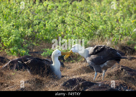 Waved Albatross Pair (Phoebastria irrorata) Balzritual in Punta Suarez auf der Insel Espanola im Galapagos National Park. Stockfoto