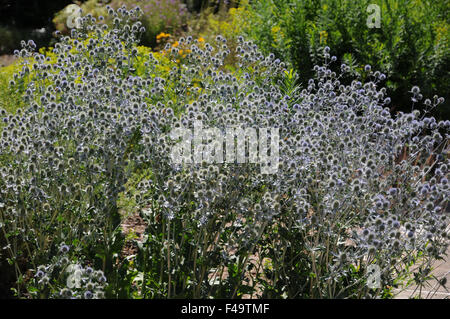 Flache Meer holly Stockfoto