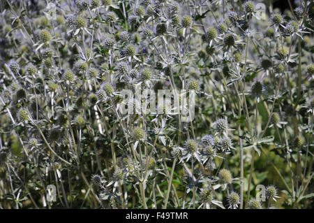 Flache Meer holly Stockfoto