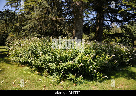 Schwanenhals Blutweiderich Stockfoto