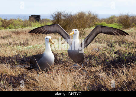 Waved Albatross Pair (Phoebastria irrorata) Balzritual Tanz auf den Galapagos Inseln. Vom Aussterben bedrohte Arten. Stockfoto