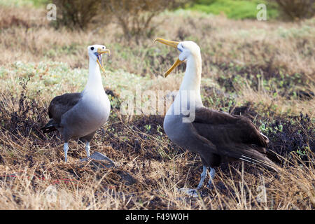 Waved Albatross Pair (Phoebastria irrorata) Balzritual Display in den Galapagos Stockfoto