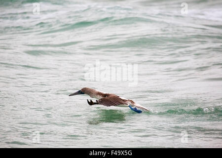 Blue-footed Booby (Sula nebouxii) weg von der Meeresoberfläche Stockfoto