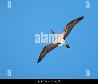 Blue-footed Booby (Sula nebouxii) fliegen über dem Pazifischen Ozean Stockfoto