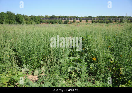 Garten Gartenmelde Stockfoto