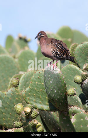 Galapagos Dove (Zenaida galapagoensis) auf dem Kaktus der Stachelpfeife (Opuntia galapageia) Stockfoto