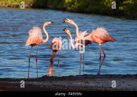 Amerikanische Flamingos (Phoenicopterus ruber) sind in der salzartigen Lagune auf der Insel Rabida auf den Galapagos-Inseln zu sehen Stockfoto