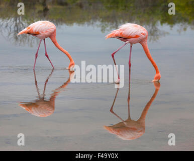 Amerikanischer Flamingos-Filter (Phoenicopterus ruber), der in der flachen Salzlagune auf Santa Cruz Island, Galapagosinseln, gespeist wird Stockfoto