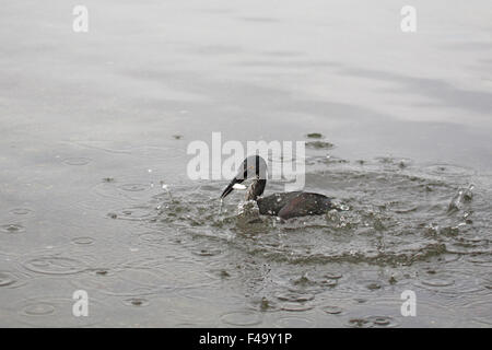 Lava Heron (Butorides Sundevalli) Sardine Fische fangen. Stockfoto