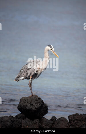 Der große Blaureiher (Ardea herodias) thront auf einem Lavastein an der Küste der Insel Santa Cruz auf den Galapagos-Inseln Stockfoto