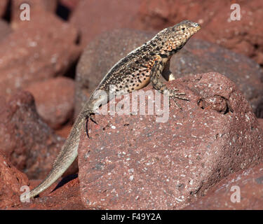 Galapagos Lava Echse männlich (Microlophus albemarlensis) an der roten Felsen auf Rabida Strand Stockfoto