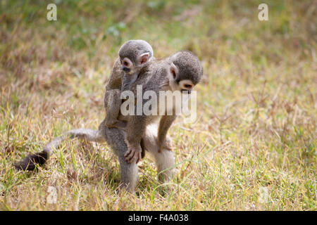 Südamerikanische Eichhörnchenaffe (Saimiri sciureus), Mutter auf der Suche nach Nahrung am Boden, während das Baby an ihrem Rücken festhält. Ecuador Stockfoto