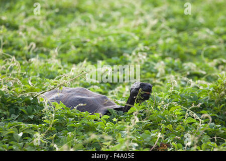 Galapagos-Riesenschildkröte (Chelonoidis nigra) grast auf einer grünen Wiese auf der Insel Isabela Stockfoto