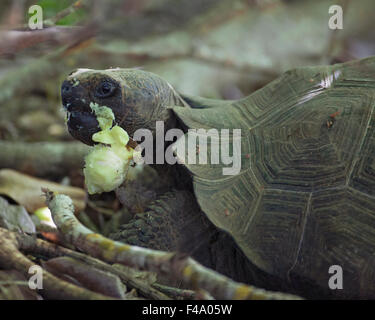 Galapagos-Riesenschildkröte (Chelonoidis nigra), die sich mit vergifteten Apfelfrüchten (Hippomane-Mancinella) ernährt. Die Frucht und der Baum sind für den Menschen giftig. Stockfoto