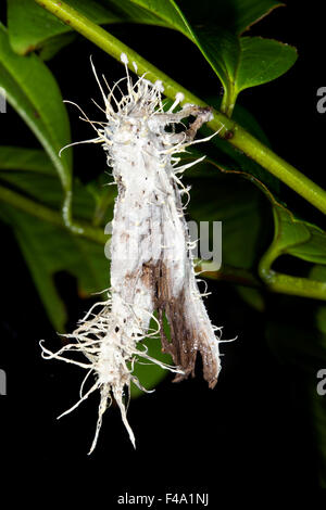 Motte infiziert mit Cordyceps Pilz in den Regenwald Unterwuchs, Ecuador Stockfoto