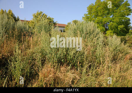 Garten Gartenmelde Stockfoto