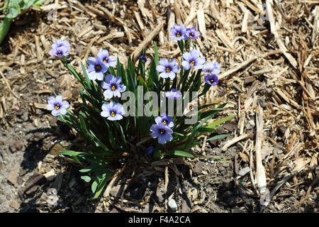 Sisyrinchium Bellum oder auch bekannt als Blue – Eyed Grass gepflanzt auf dem Boden Stockfoto