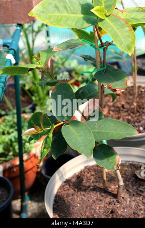 Wachsende Syzygium Samarangense oder bekannt als Wachs Jambu in einem Topf Stockfoto