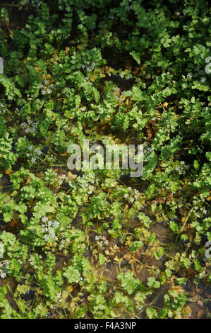 Schleichende marshwort Stockfoto