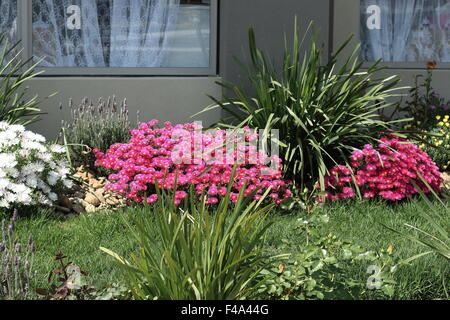 Rosa Schwein Gesicht Blumen oder Mesembryanthemum, Eis Pflanze blüht, Livingstone Gänseblümchen in voller Blüte wächst auf einer Wiese Stockfoto