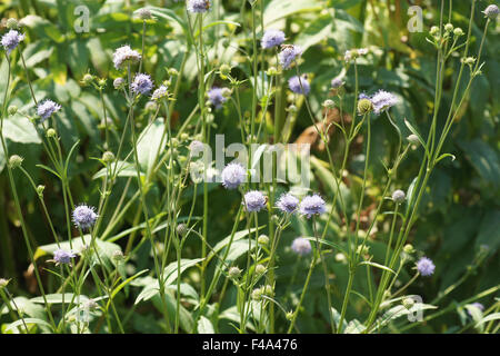 Devils Bit Witwenblume Stockfoto