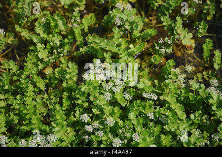 Schleichende marshwort Stockfoto