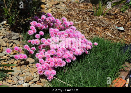 Rosa Schwein Gesicht Blumen oder Mesembryanthemum, Eis Pflanze blüht, Livingstone Gänseblümchen in voller Blüte auf Kies und Rasen wächst Stockfoto