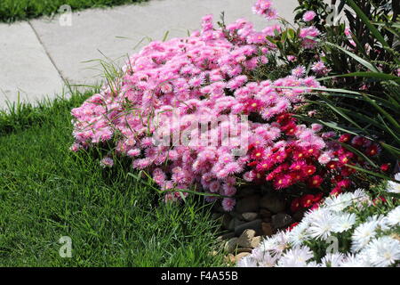 Rot und rosa Pigface oder Livingstone Gänseblümchen in voller Blüte Stockfoto