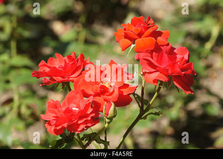 Hybrid-rose Stockfoto