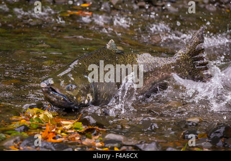 COLUMBIA RIVER GORGE, OREGON, USA - Lachs auf Eagle Creek laufen. Fisch schwimmt die Radix flussaufwärts zum Laichen. Stockfoto