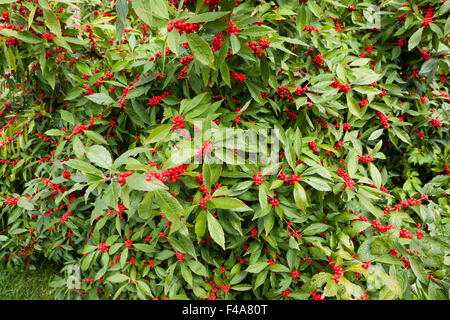 Winterberry Stechpalme (Ilex Verticillata) - Winter rot Strauch Blätter und Beeren - Virginia USA Stockfoto