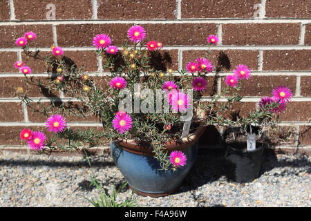 Rosa Schwein Gesicht Blumen oder Mesembryanthemum, Eis Pflanze blüht, Livingstone Gänseblümchen in voller Blüte wächst in einem Topf Stockfoto