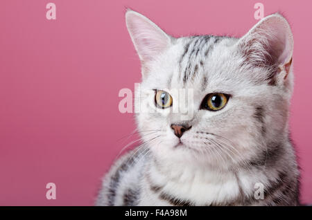 Kätzchen Stockfoto
