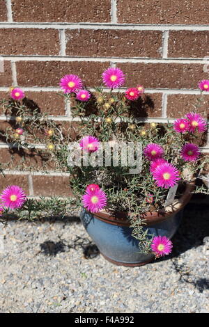 Hot Pink Pig Gesicht Blumen oder Mesembryanthemum, Eis Pflanze blüht, Livingstone Gänseblümchen in voller Blüte wächst in einem Topf Stockfoto