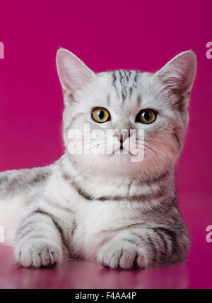 Kätzchen Stockfoto