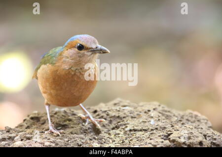 Blau-Psephotus Pitta (Pitta Soror) in Vietnam Stockfoto