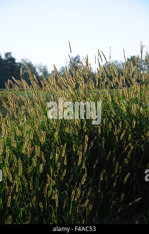 Grüne Foxtail Hirse Stockfoto