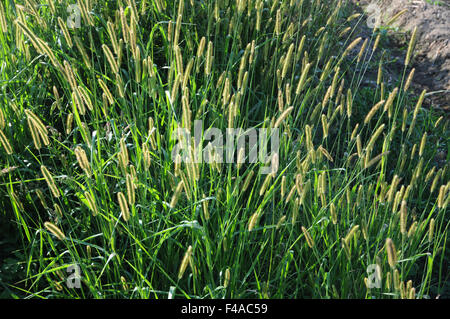 Grüne Foxtail Hirse Stockfoto