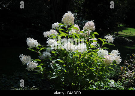 Rispenförmige Hortensie Stockfoto
