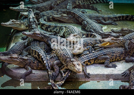 Samut Prakan, Thailand. 13. Oktober 2015. Krokodile liegen in ihrem Gehege in der Krokodilfarm in Samut Prakan, Thailand, 13. Oktober 2015. Die Farm in Samut Prakan ist der weltweit größte Krokodil Betriebe gezählt. Foto: IAN ROBERT KNIGHT/Dpa/Alamy Live News Stockfoto