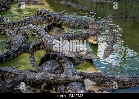 Samut Prakan, Thailand. 13. Oktober 2015. Krokodile liegen in ihrem Gehege in der Krokodilfarm in Samut Prakan, Thailand, 13. Oktober 2015. Die Farm in Samut Prakan ist der weltweit größte Krokodil Betriebe gezählt. Foto: IAN ROBERT KNIGHT/Dpa/Alamy Live News Stockfoto